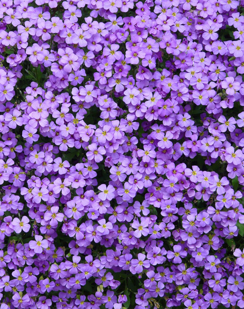 Aubrieta cultorum `Royal Blue`